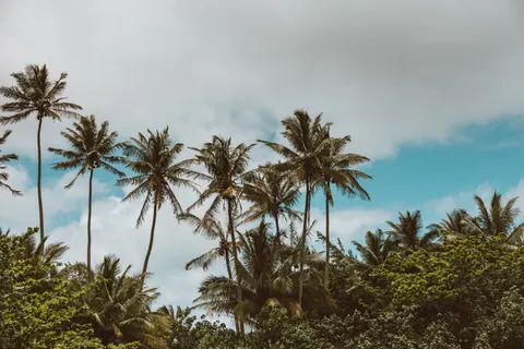 Palm Trees 4K Wallpaper · tropical · 3840×2560