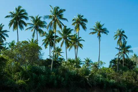 Palm Trees 4K Wallpaper · tropical · 3840×2560