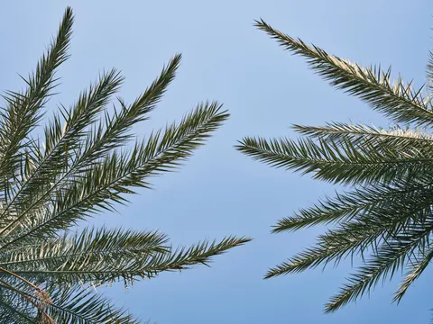 Palm Trees 4K Wallpaper · tropical · 3840×2880