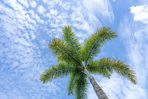 Palm Trees 4K Wallpaper · tropical · 3840×2560