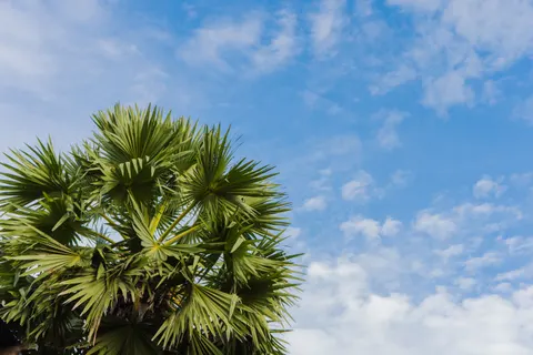 Palm Trees 4K Wallpaper · tropical · 3840×2560