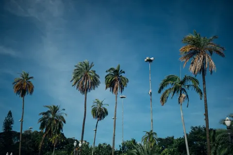 Palm Trees 4K Wallpaper · tropical · 3840×2560