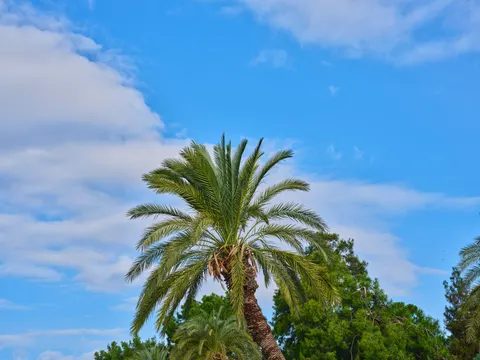 Palm Trees 4K Wallpaper · tropical · 3840×2880