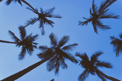 Palm Trees 4K Wallpaper · tropical · 3840×2560