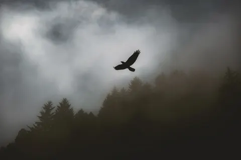 雄鷹 4K桌布 · animals · 3840×2560