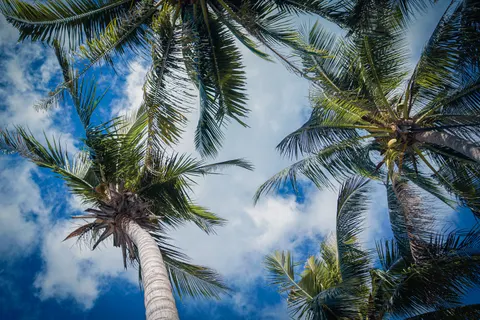 Palm Trees 4K Wallpaper · tropical · 3840×2560