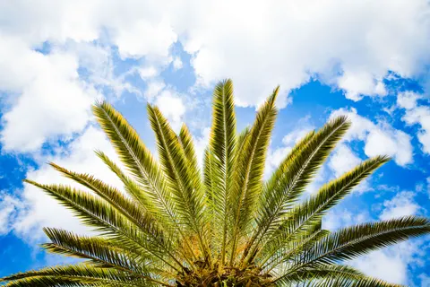 Palm Trees 4K Wallpaper · tropical · 3840×2560