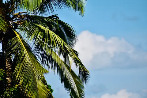 Palm Trees 4K Wallpaper · tropical · 3840×2560