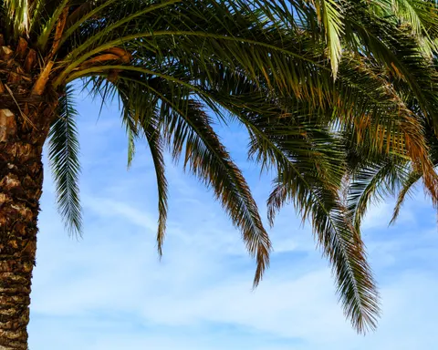 Palm Trees 4K Wallpaper · tropical · 3840×3076