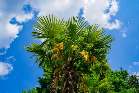Palm Trees 4K Wallpaper · tropical · 3840×2561