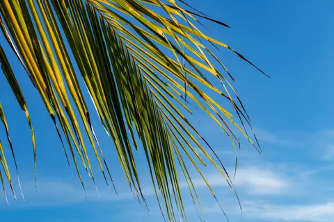 Palm Trees 4K Wallpaper · tropical · 3840×2560