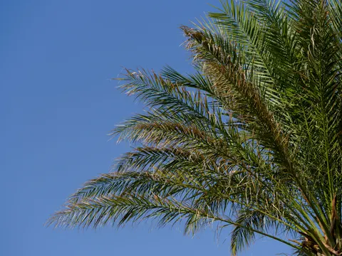 Palm Trees 4K Wallpaper · tropical · 3840×2880