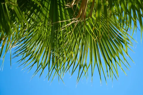 Palm Trees 4K Wallpaper · tropical · 3840×2560