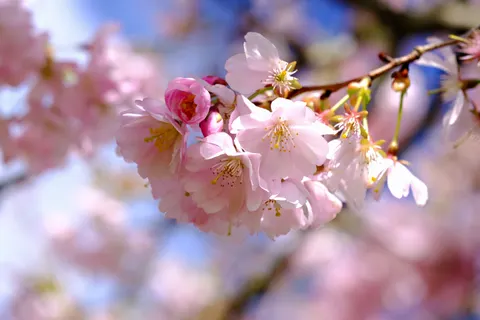Sfondo Fiori di Ciliegio 4K · nature · 3840×2560