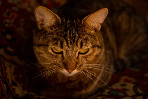 Fondo de pantalla Gato 4K · animals · 3840×2560