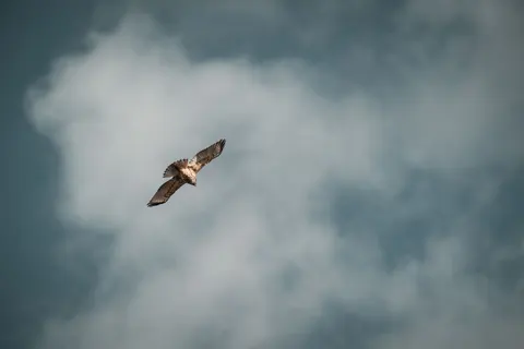 Adler 4K Hintergrundbild · animals · 3840×2563