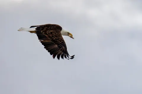 चील 4K वॉलपेपर · animals · 3840×2560