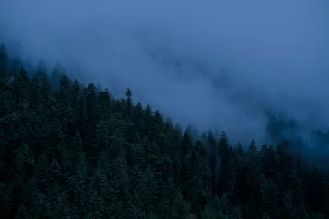 Dark Forest 4K Wallpaper · dark · 3840×2560