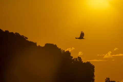 雄鷹 4K桌布 · animals · 3840×2560