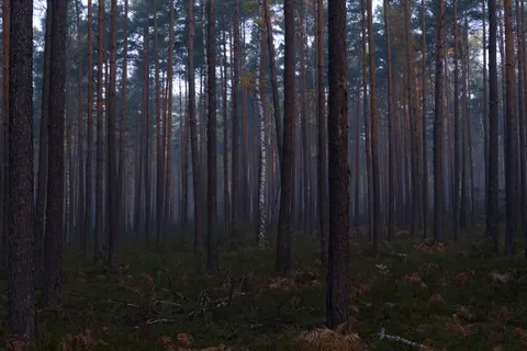 Dark Forest 4K Wallpaper · dark · 3840×2560