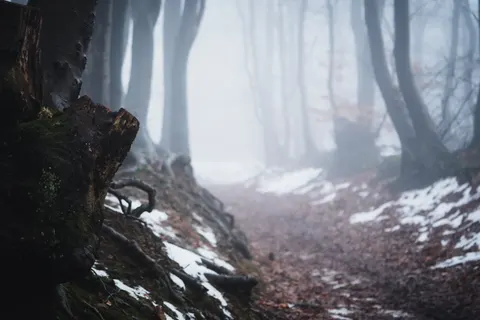 Dark Forest 4K Wallpaper · dark · 3840×2560