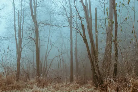 Dark Forest 4K Wallpaper · dark · 3840×2560
