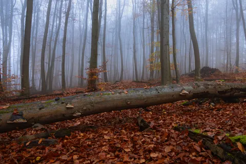 Dark Forest 4K Wallpaper · dark · 3840×2560