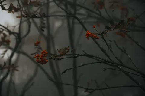 Dark Forest 4K Wallpaper · dark · 3840×2560