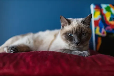Cat 4K Wallpaper · animals · 3840×2560