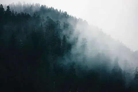 Dark Forest 4K Wallpaper · dark · 3840×2561