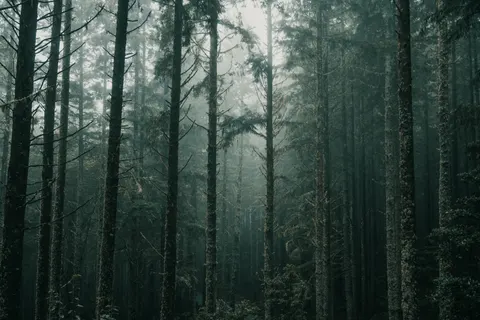Dark Forest 4K Wallpaper · dark · 3840×2560