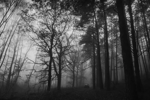 Dark Forest 4K Wallpaper · dark · 3840×2560