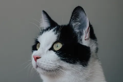 Cat 4K Wallpaper · animals · 3840×2560