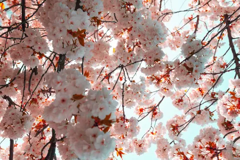 桜 4K壁紙 · nature · 3840×2560