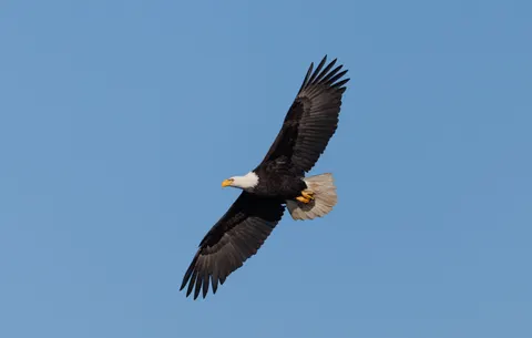 والپیپر عقاب با کیفیت 4K · animals · 3840×2439