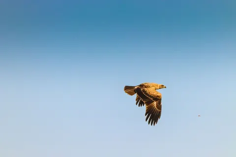 Sfondo Aquila 4K · animals · 3840×2560