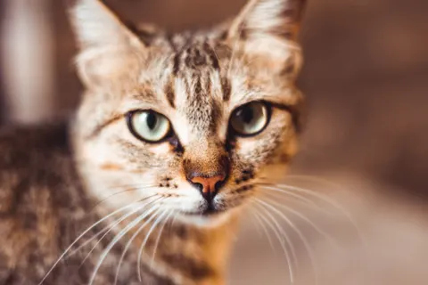 猫咪 4K壁纸 · animals · 3840×2560