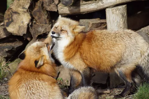 Fox 4K Wallpaper · animals · 3840×2560
