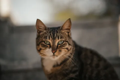 Fond d'écran Chat 4K · animals · 3840×2560
