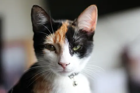 Cat 4K Wallpaper · animals · 3840×2560