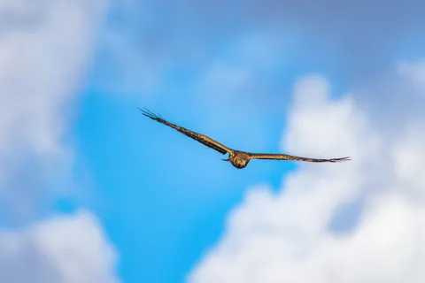 والپیپر عقاب با کیفیت 4K · animals · 3840×2560