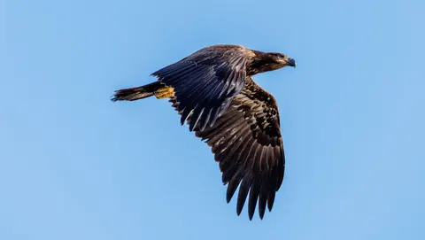 خلفية نسر بدقة 4K · animals · 3840×2170
