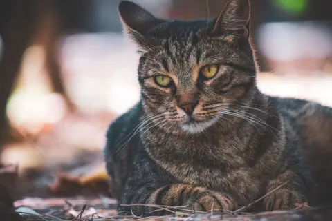 Fond d'écran Chat 4K · animals · 3840×2560