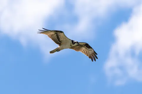 Eagle 4K Wallpaper · animals · 3840×2560