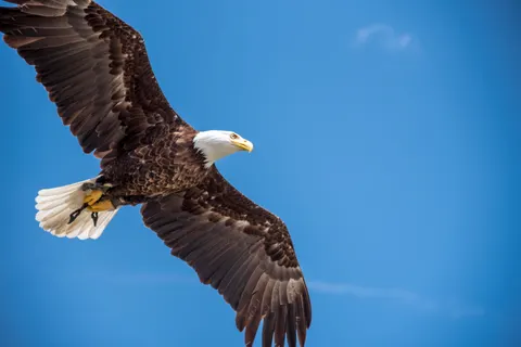والپیپر عقاب با کیفیت 4K · animals · 3840×2563