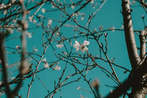 Cherry Blossom 4K Wallpaper · nature · 3840×2560