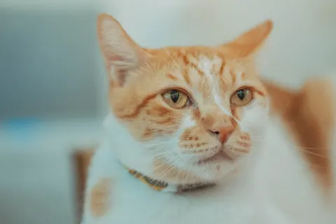 猫咪 4K壁纸 · animals · 3840×2560