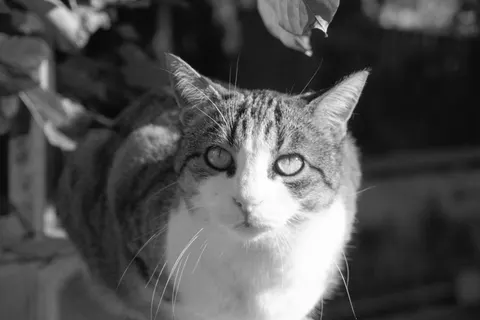 Fond d'écran Chat 4K · animals · 3840×2560