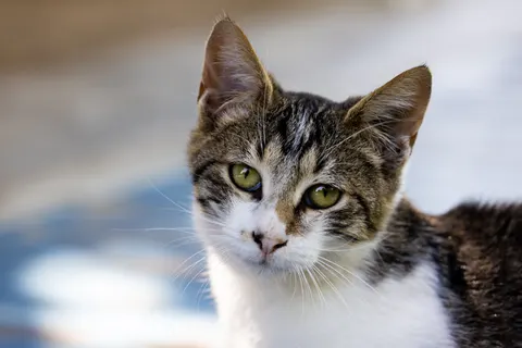 Cat 4K Wallpaper · animals · 3840×2561