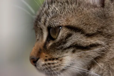 Fondo de pantalla Gato 4K · animals · 3840×2560